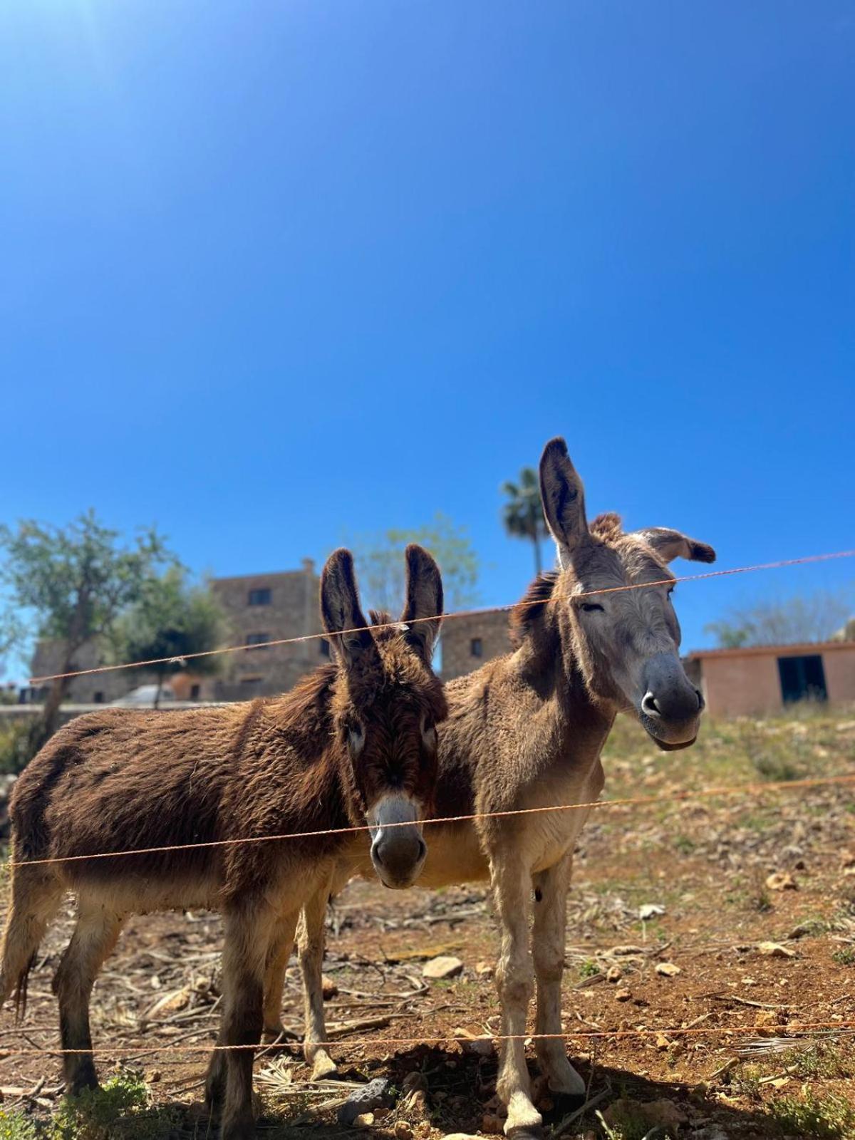Agroturismo Ses Illes Costitx  Exteriér fotografie